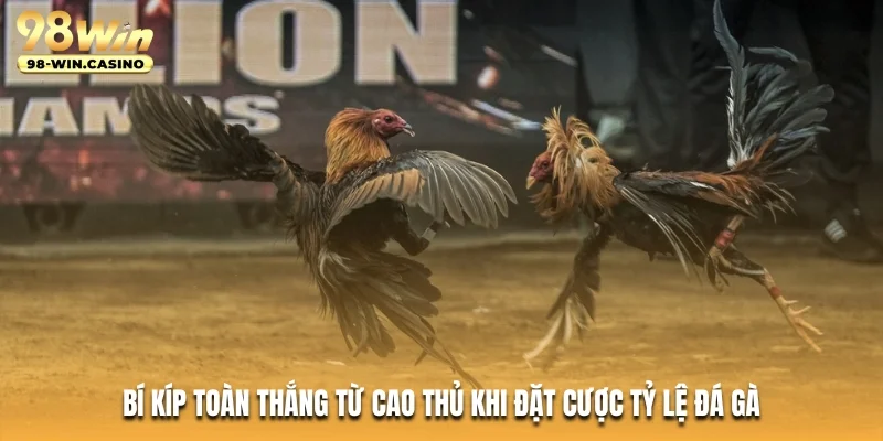 Bí kíp toàn thắng từ cao thủ khi đặt cược tỷ lệ đá gà