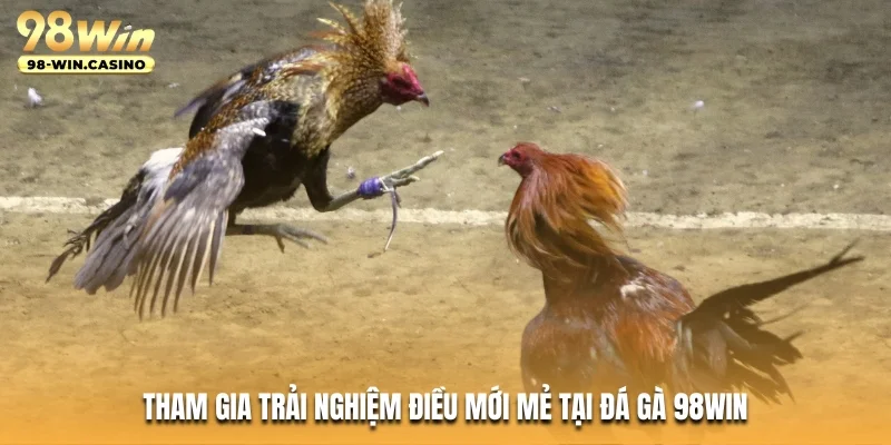 Tham gia trải nghiệm điều mới mẻ tại đá gà 98WIN